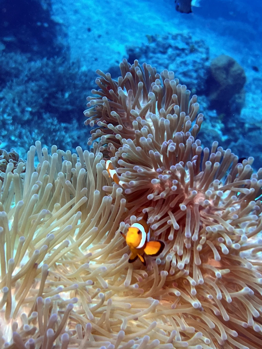 Anemonenfische an einem Riff bei Amed in Ostbali