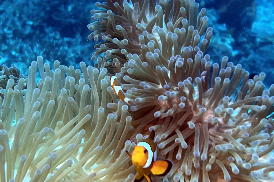 Anemonenfisch zwischen Tentakeln an einem Riff in Ostbali