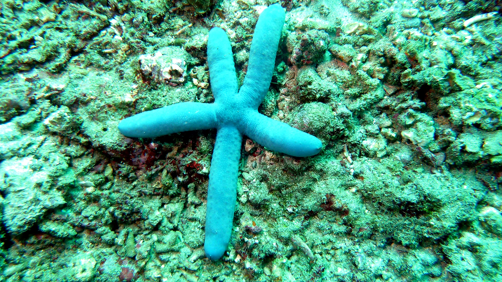 Alamanda: Bali unter Wasser im Detail.