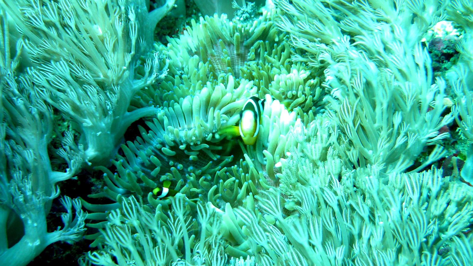 Amuk Bay Reef: Bali unter Wasser im Detail.