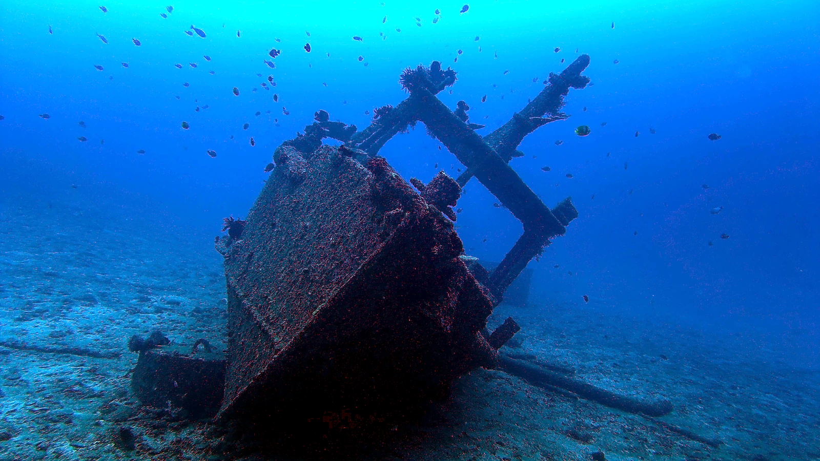 Menjangan Anchor Wreck: Bali unter Wasser im Detail.