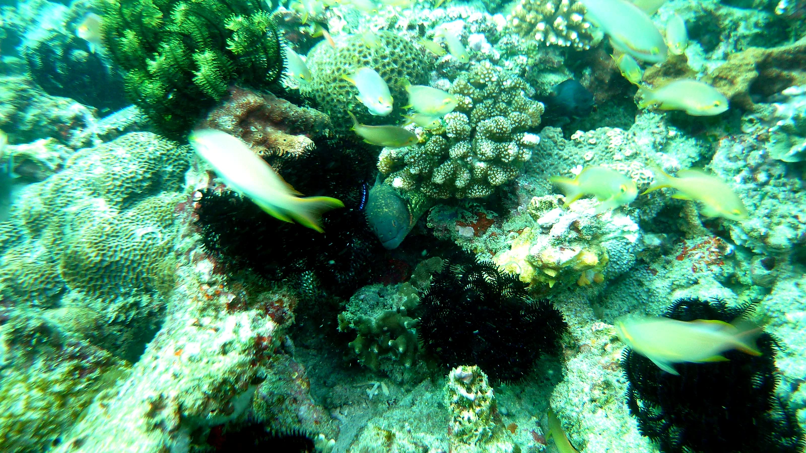 Batu Belah: Bali unter Wasser im Detail.
