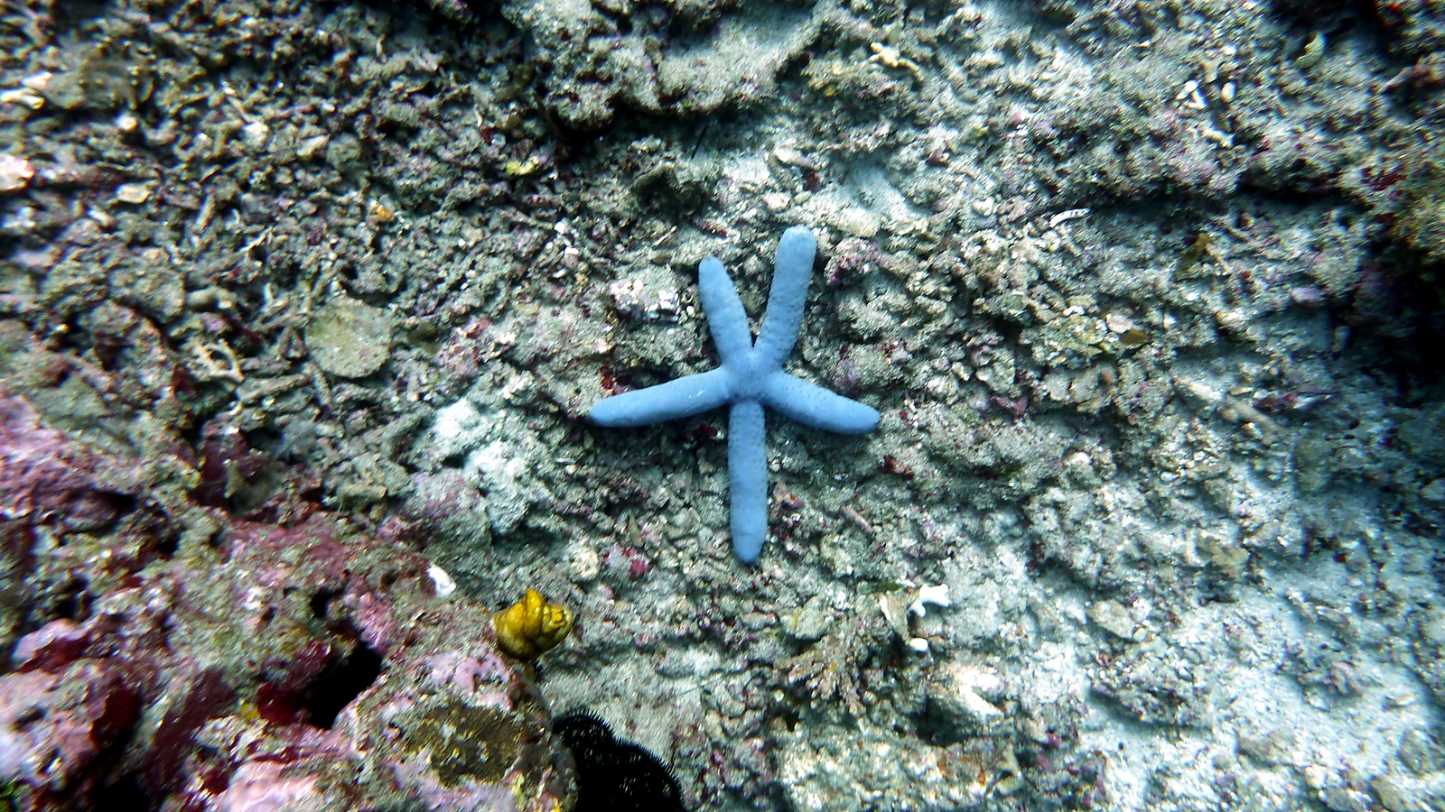 Batu Kelebit: Bali unter Wasser im Detail.