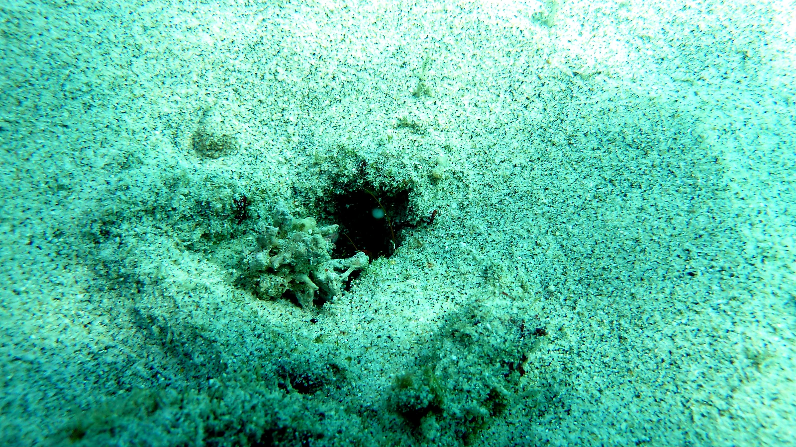 Bias Tugel · White Sand Beach: Bali unter Wasser im Detail.