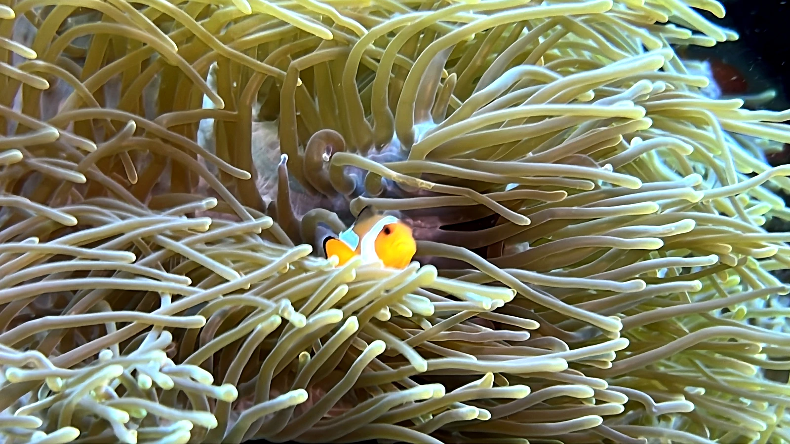 Blue Lagoon: Bali unter Wasser im Detail.
