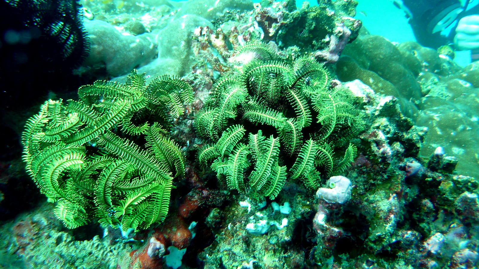Bunutan: Bali unter Wasser im Detail.