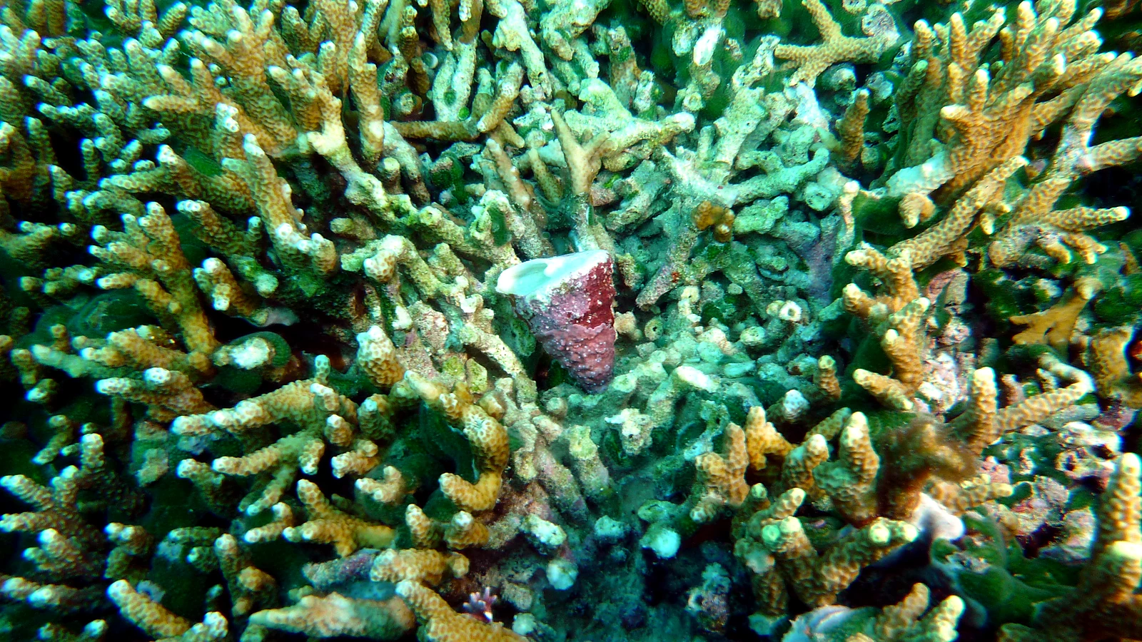 Buyuk: Bali unter Wasser im Detail.
