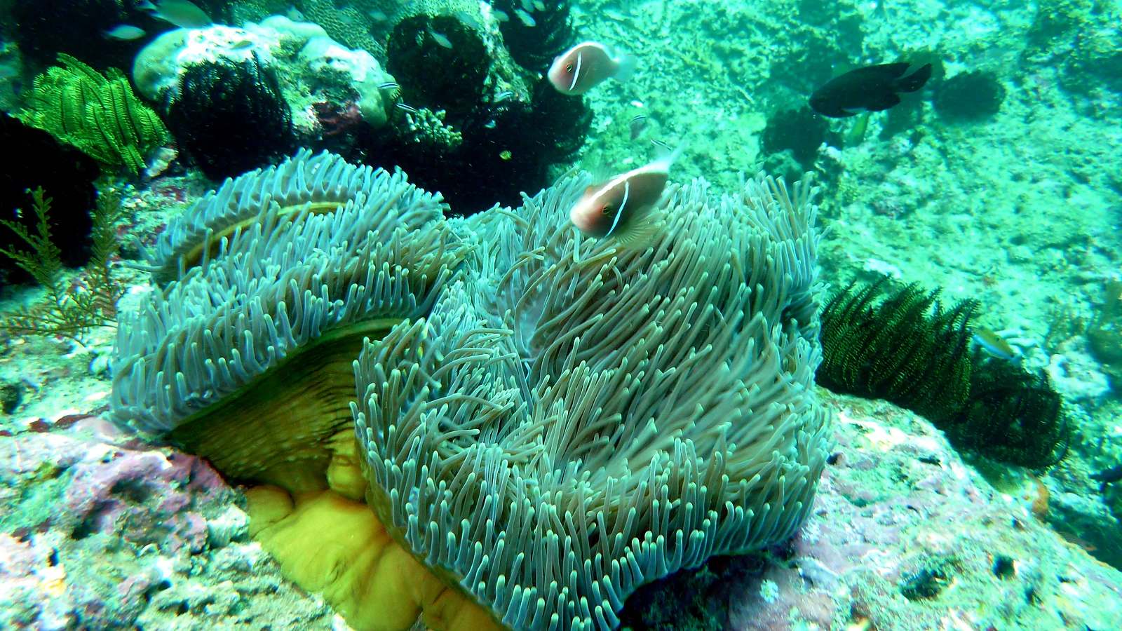 Ceningan Wall: Bali unter Wasser im Detail.