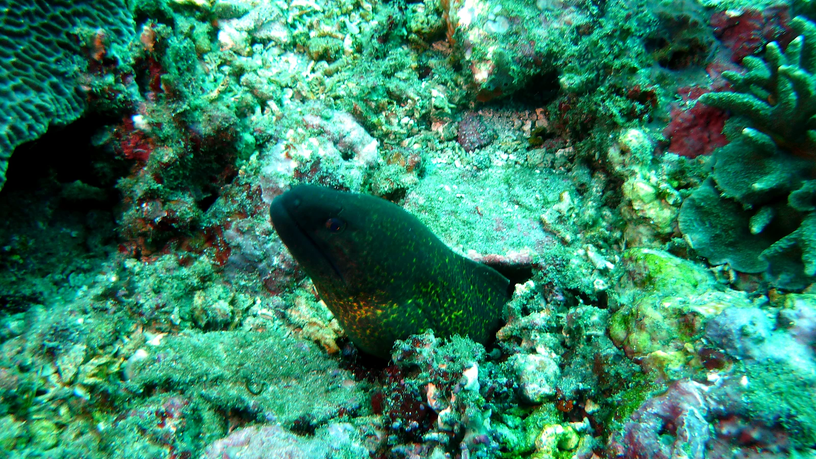 Coral Garden Tulamben: Bali unter Wasser im Detail.