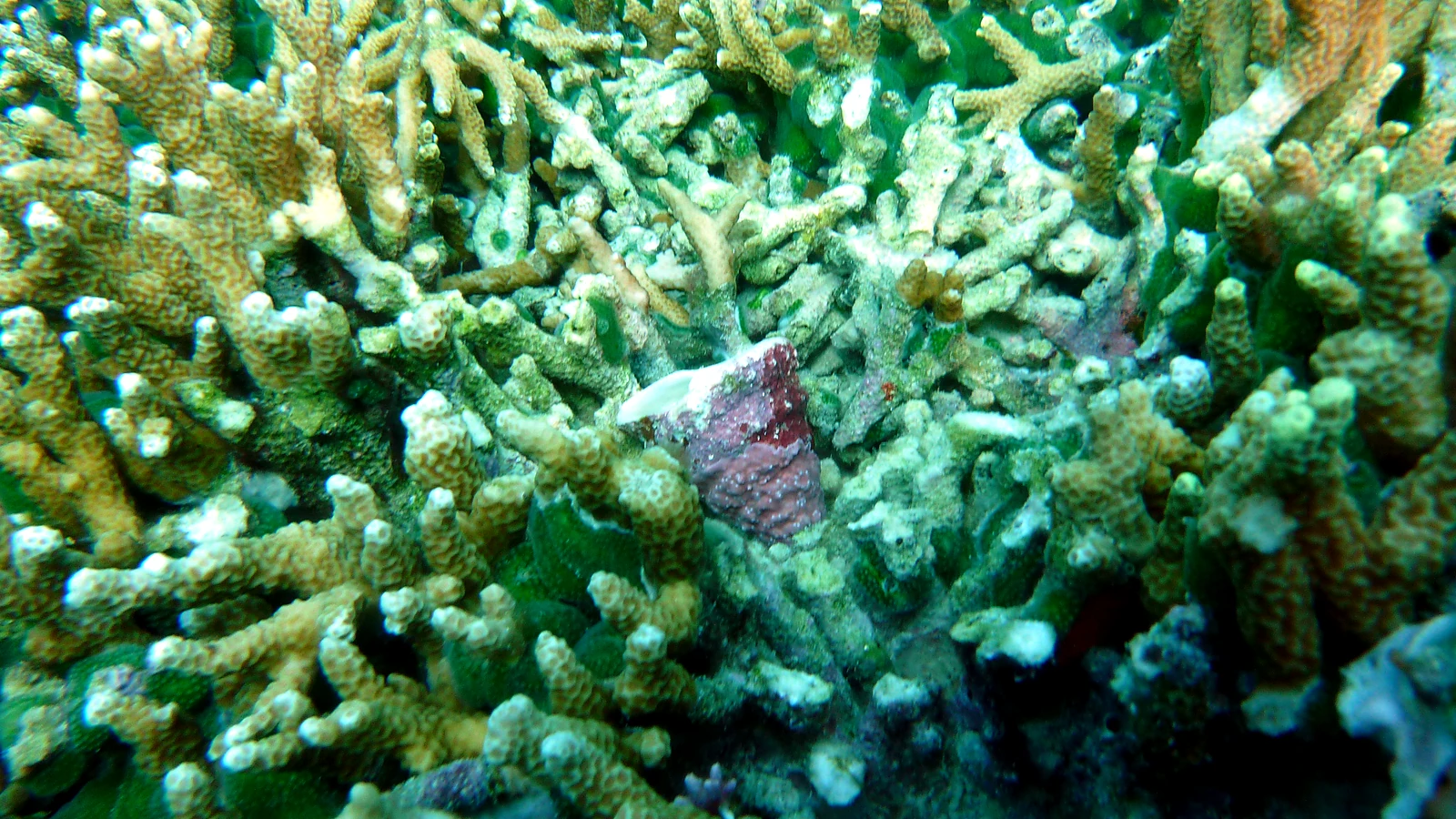 Crystal Bay: Bali unter Wasser im Detail.