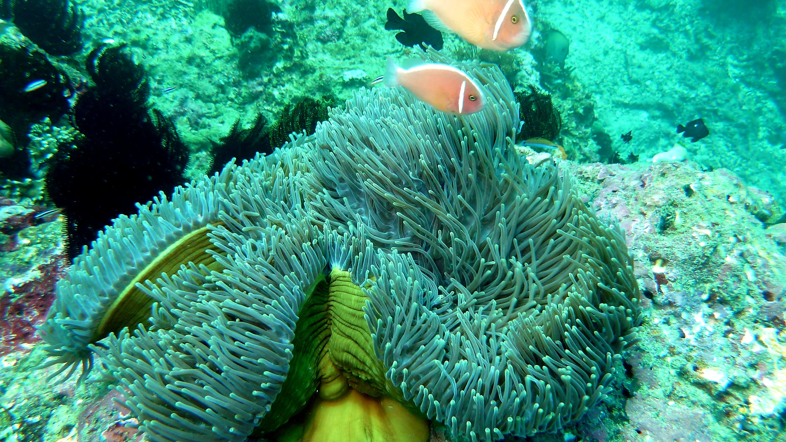 Emerald Tulamben: Bali unter Wasser im Detail.