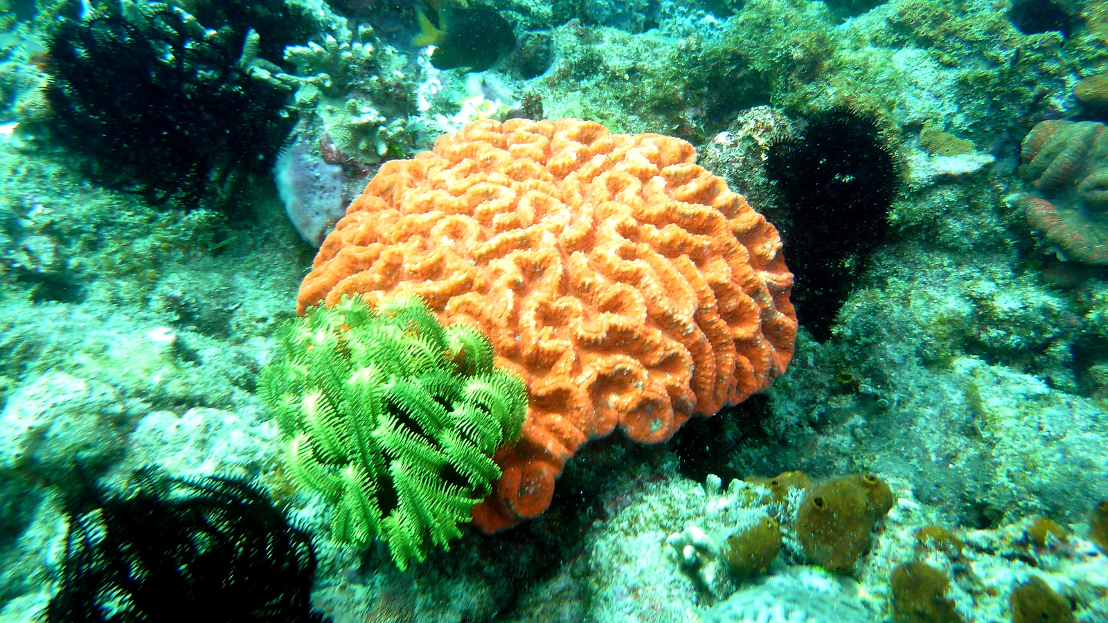 Ferry Channel: Bali unter Wasser im Detail.