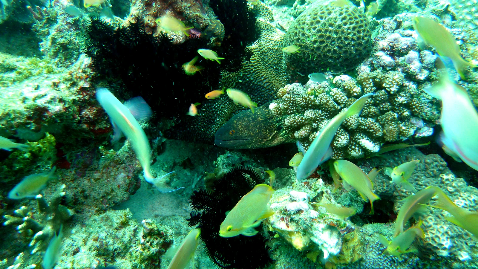 Gili Biaha · Shark Cave: Bali unter Wasser im Detail.