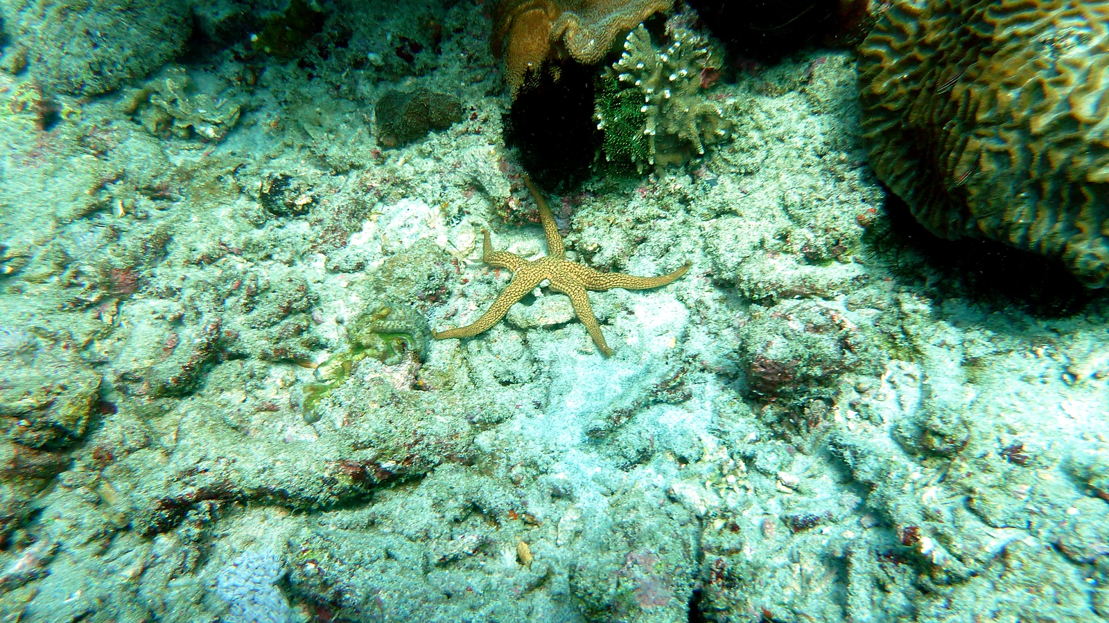 Gili Mimpang · Shark Point: Bali unter Wasser im Detail.