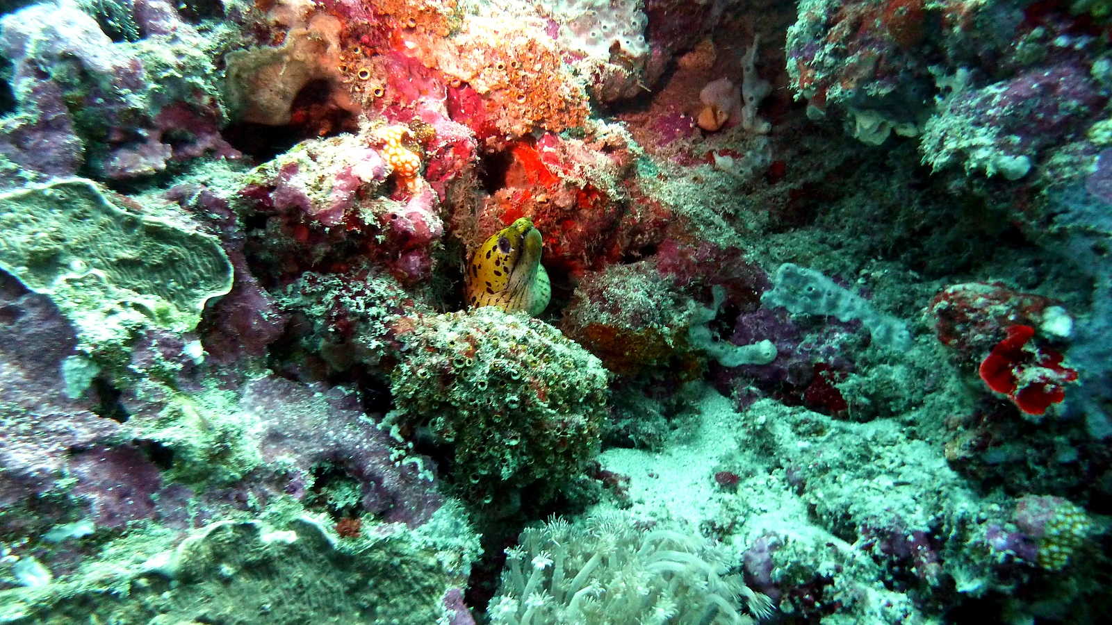 Gili Selang: Bali unter Wasser im Detail.