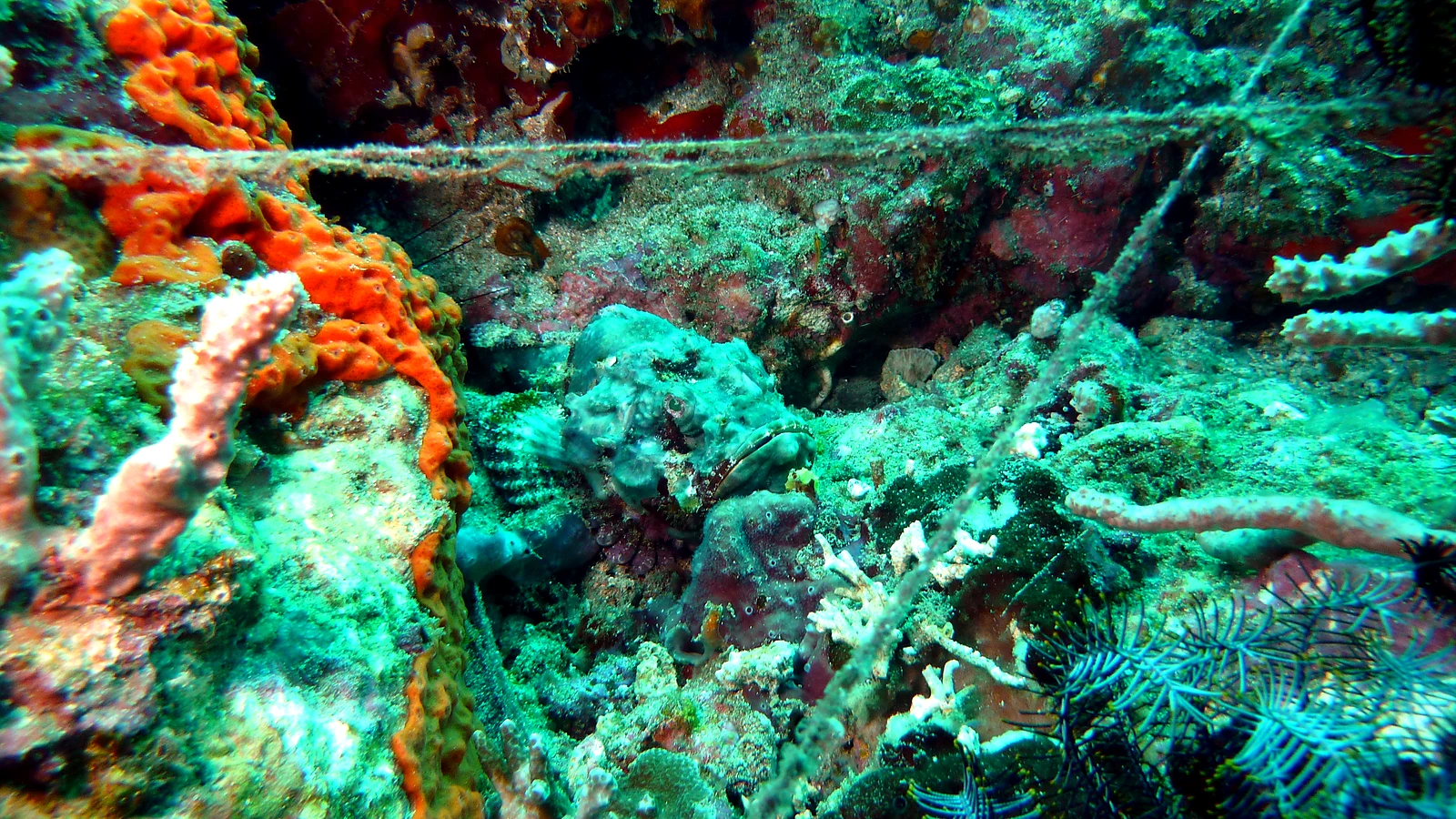 Gili Tepekong: Bali unter Wasser im Detail.