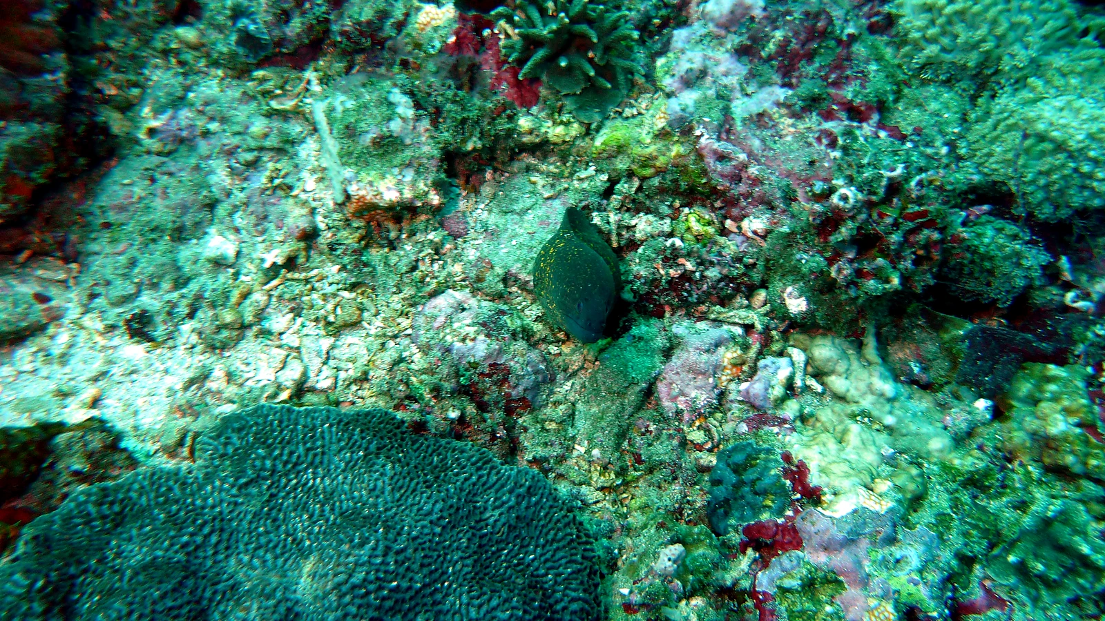 Golden Rock: Bali unter Wasser im Detail.