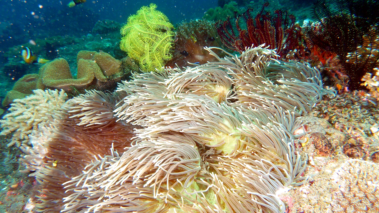 Jeladi Wilis: Bali unter Wasser im Detail.