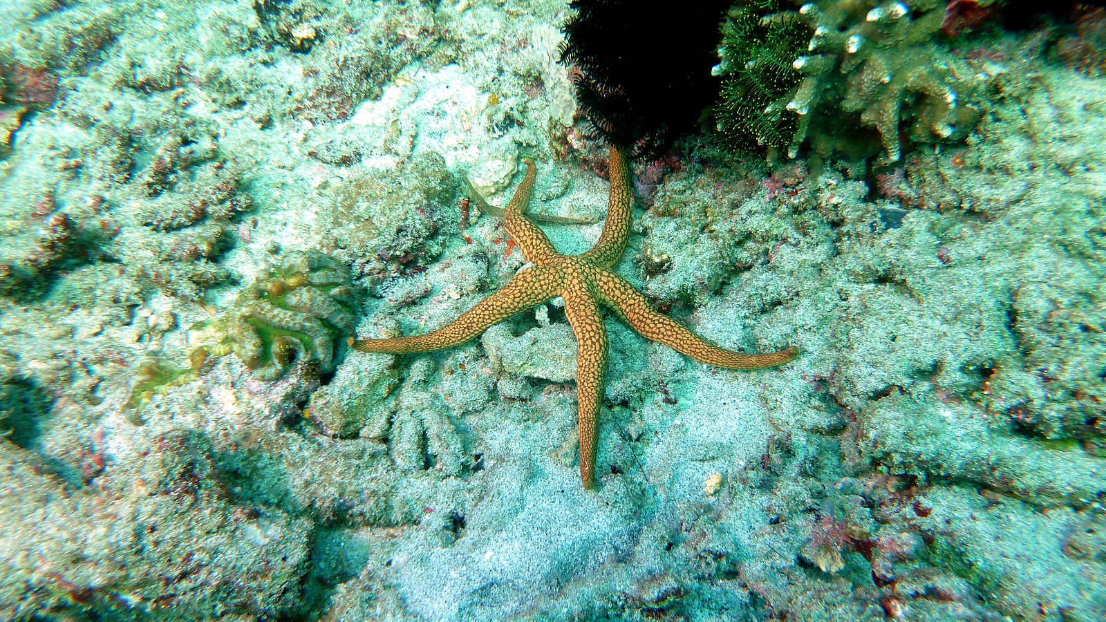 Jemeluk Bay: Bali unter Wasser im Detail.