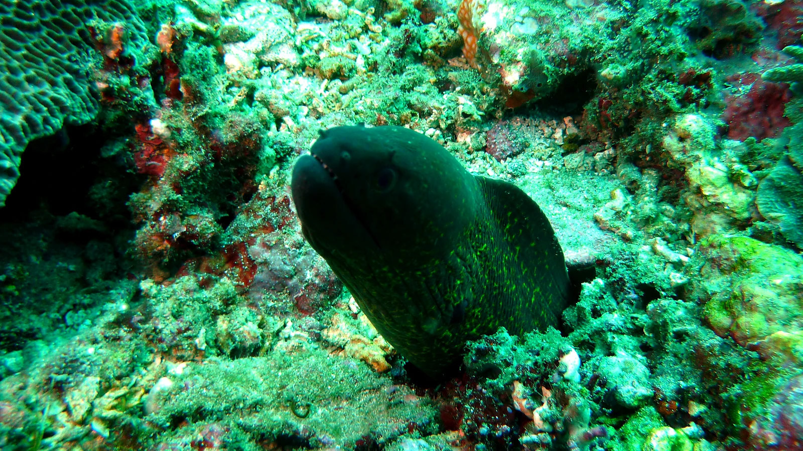 Karang Sari: Bali unter Wasser im Detail.