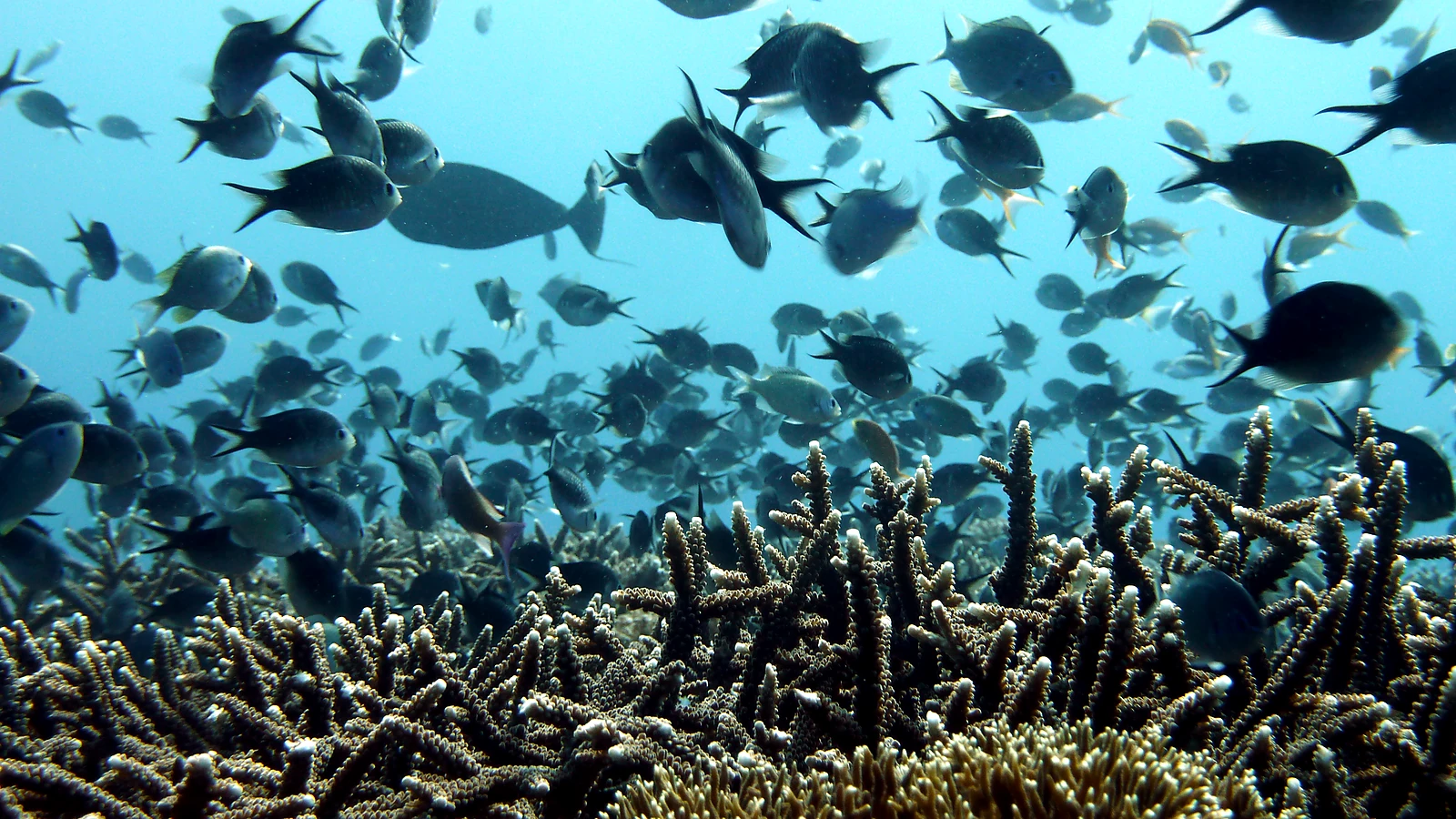 Kubu Drop-Off: Bali unter Wasser im Detail.