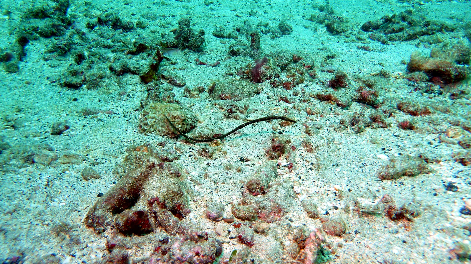Kubu Monkey Reef: Bali unter Wasser im Detail.