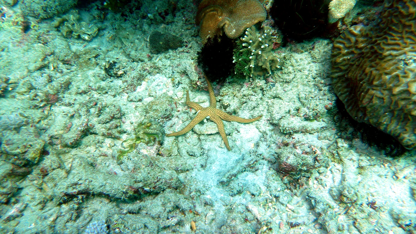Kusambi: Bali unter Wasser im Detail.
