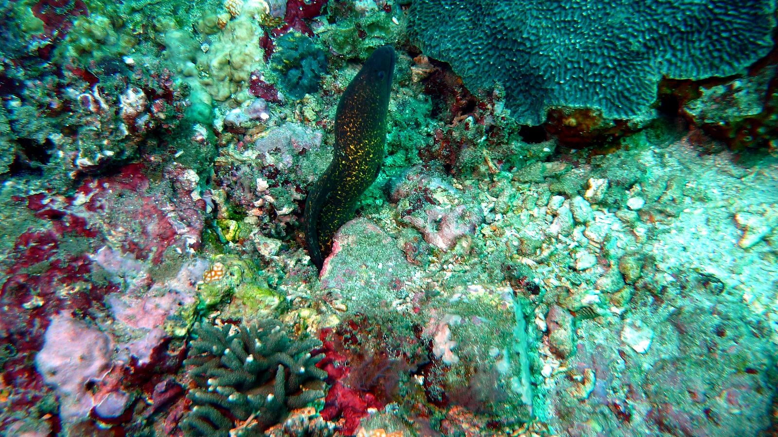 Lipah Bay: Bali unter Wasser im Detail.