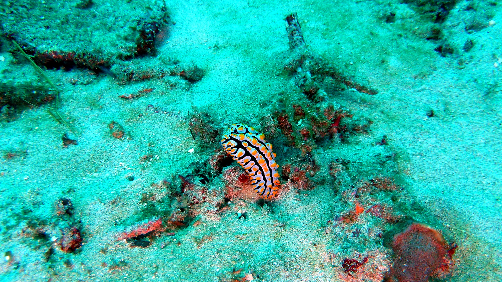 Mandarin Point: Bali unter Wasser im Detail.