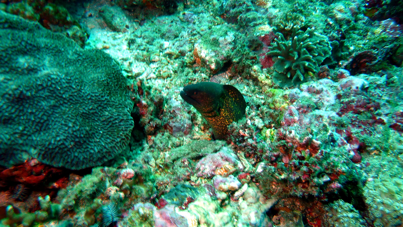 Mangrove Point: Bali unter Wasser im Detail.