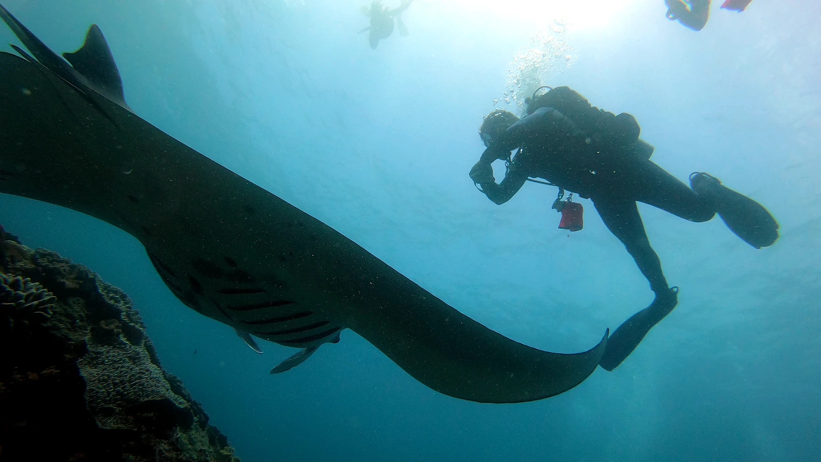 Manta Bay: Bali unter Wasser im Detail.