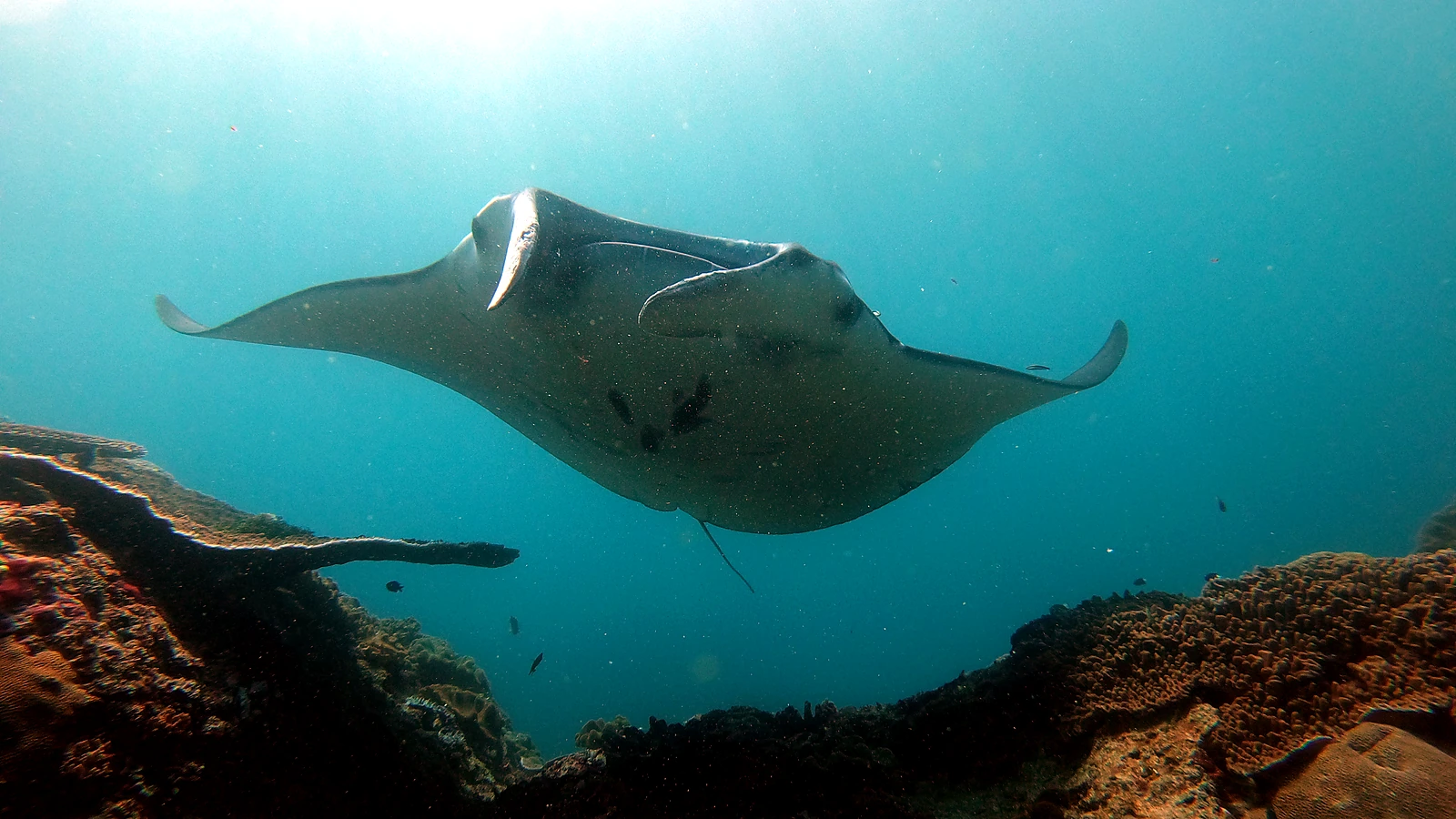 Manta Point: Bali unter Wasser im Detail.