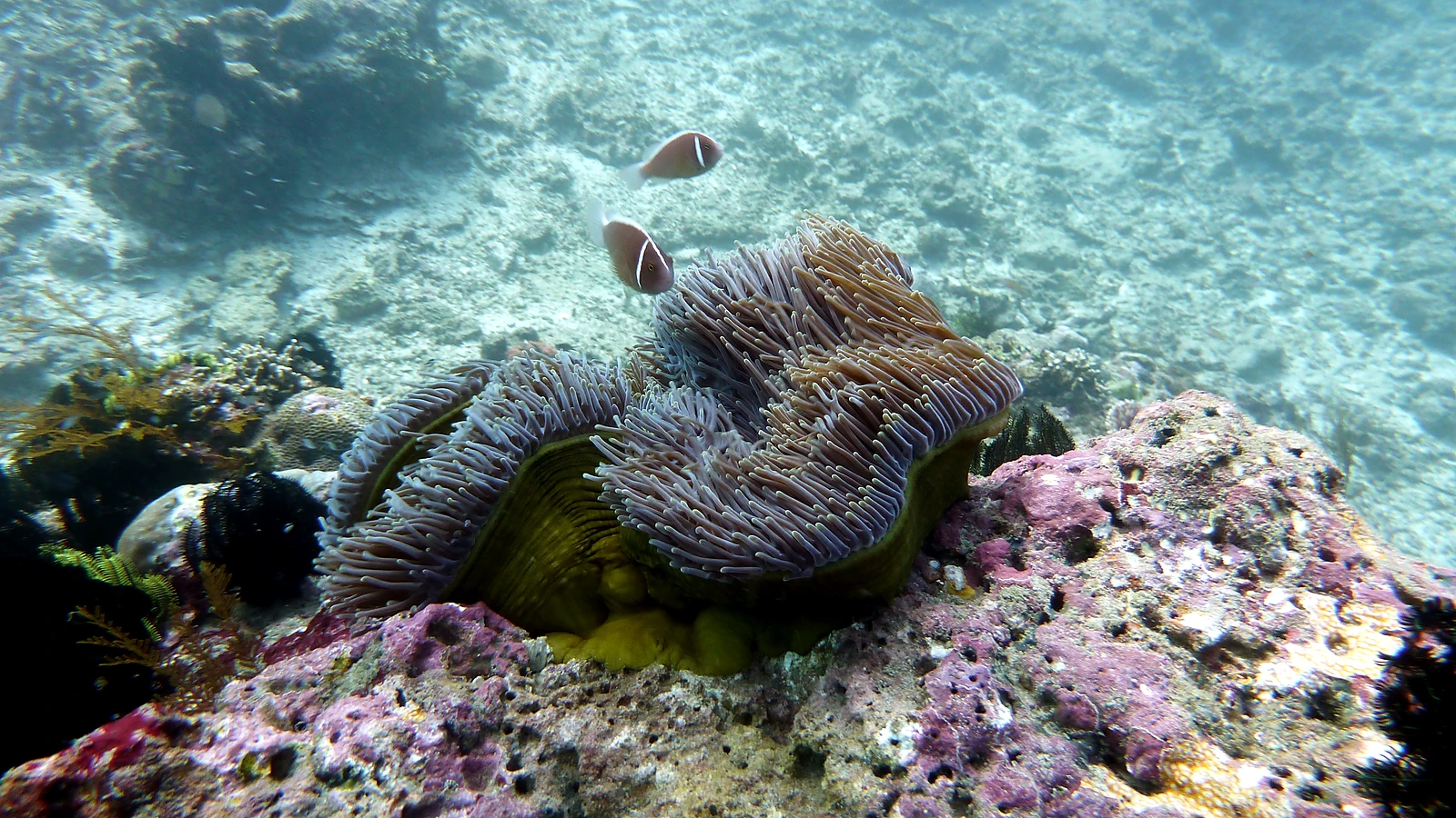 Melasti Tulamben: Bali unter Wasser im Detail.