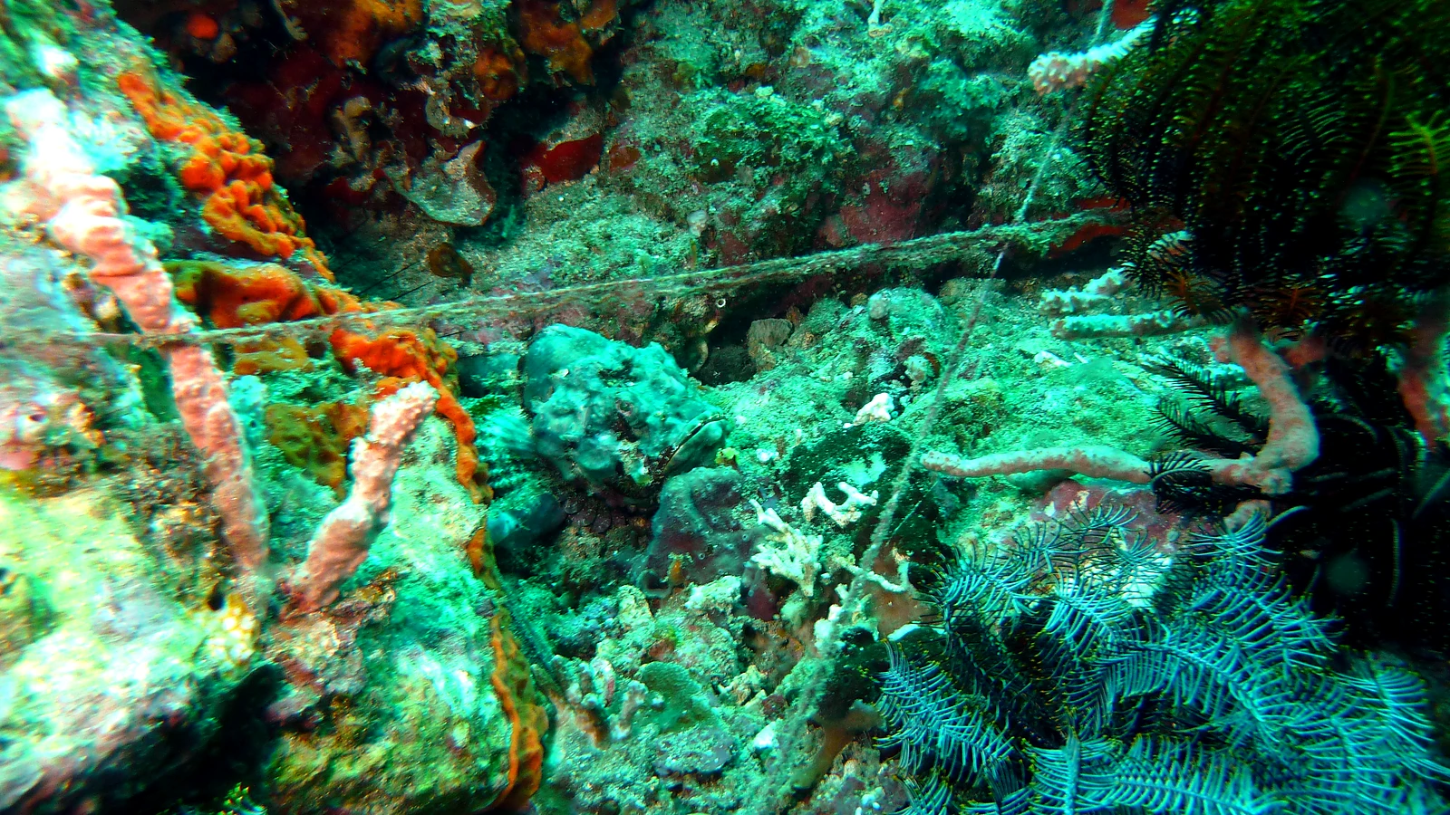 Menjangan Bat Cave: Bali unter Wasser im Detail.