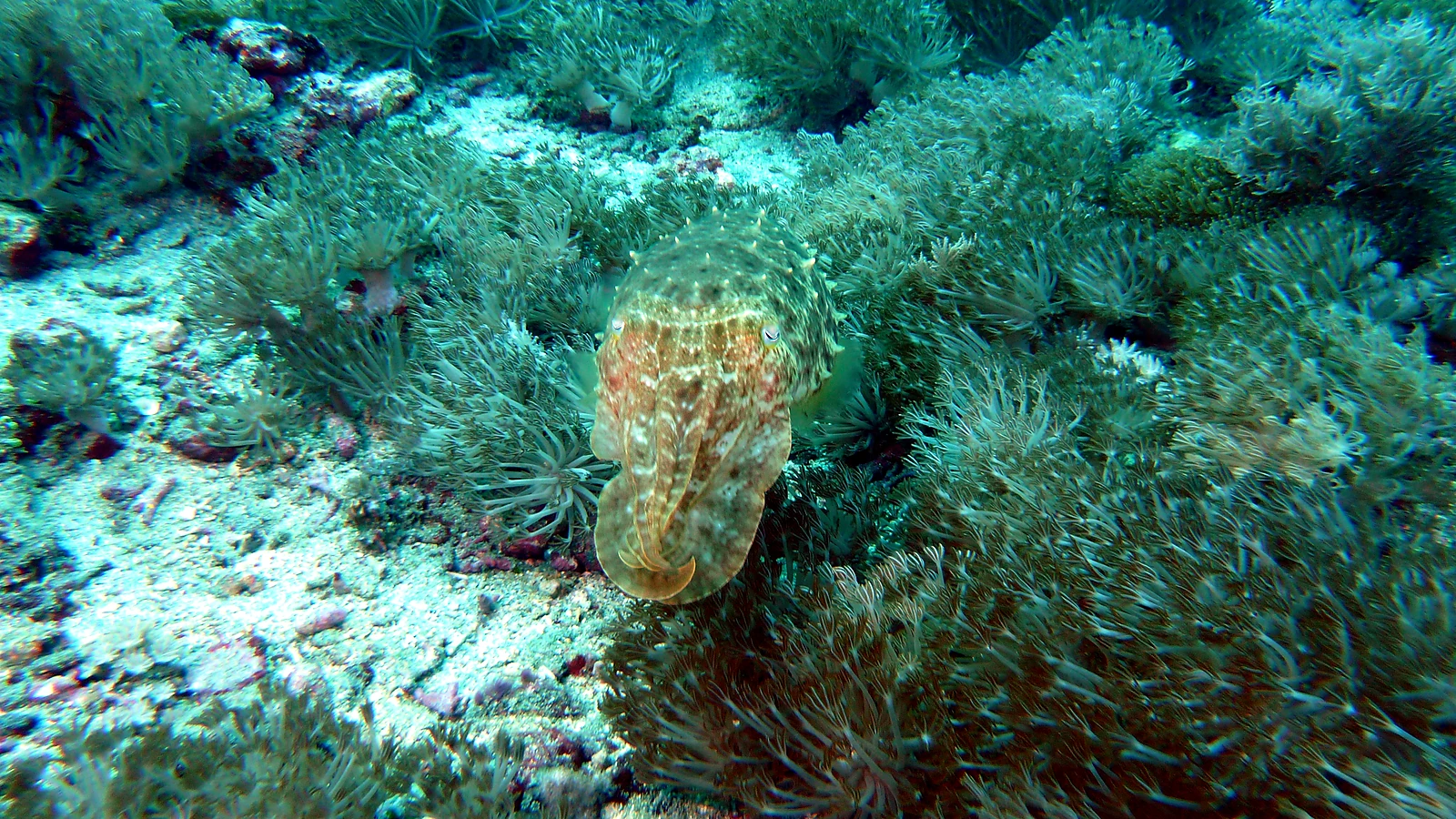 Menjangan Coral Garden: Bali unter Wasser im Detail.