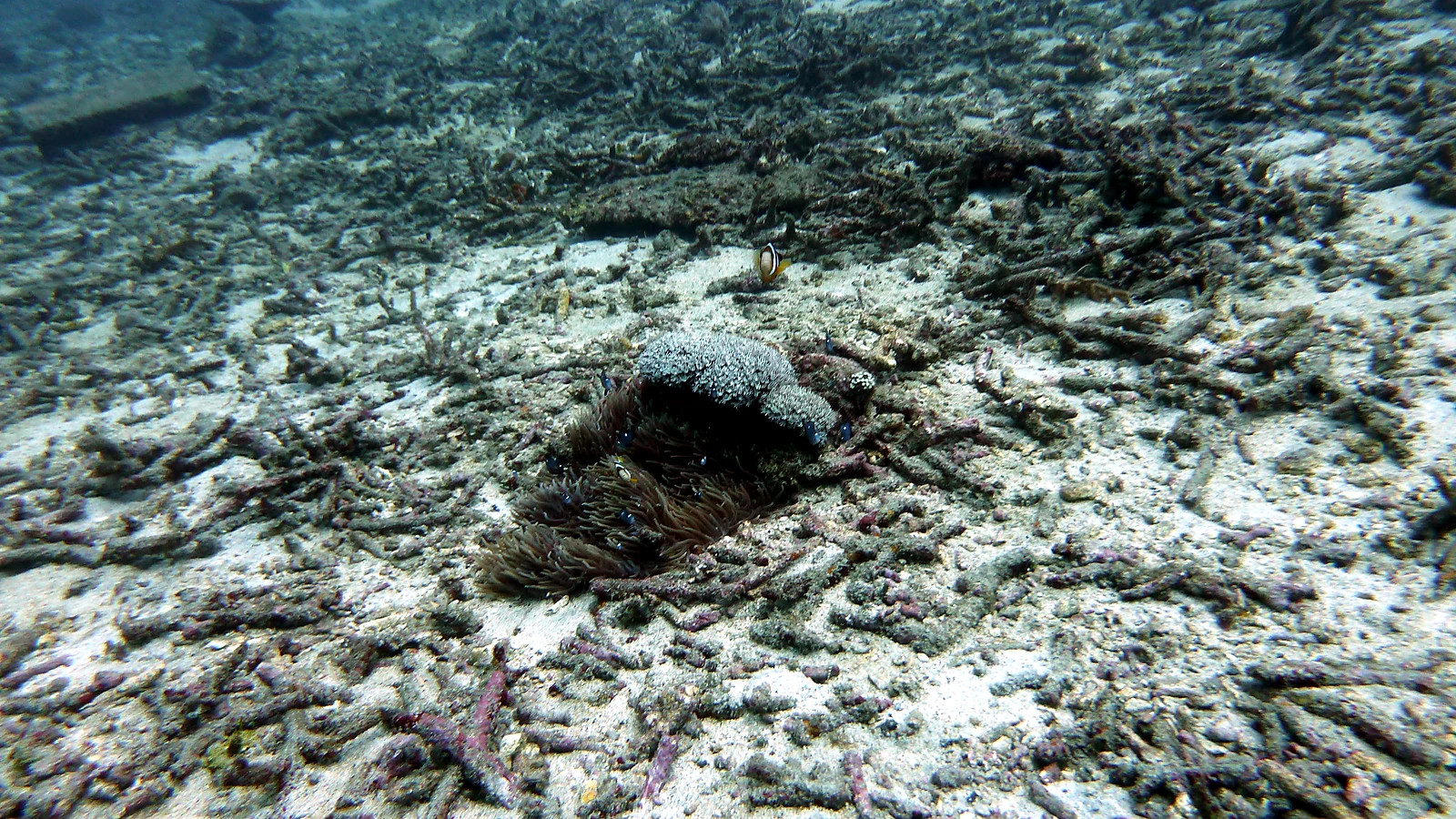 Menjangan Pos II: Bali unter Wasser im Detail.