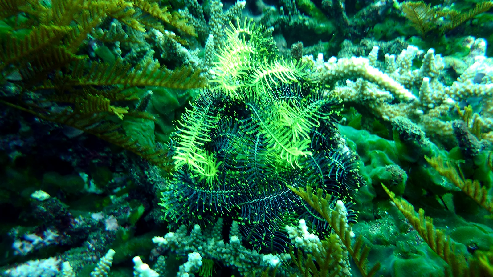 Napoleon Reef: Bali unter Wasser im Detail.