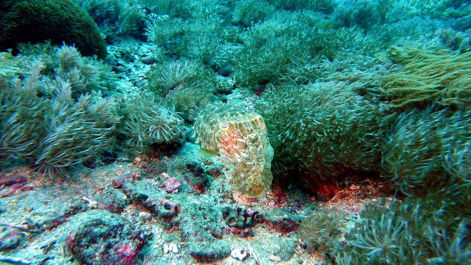 Pemuteran Biorock: Bali unter Wasser im Detail.