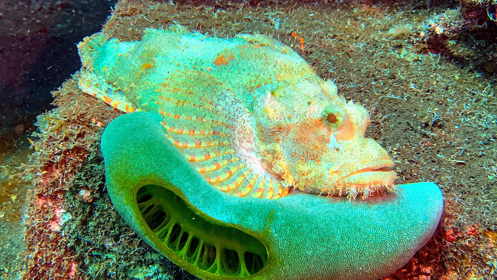 Pemuteran Deep Reef: Bali unter Wasser im Detail.