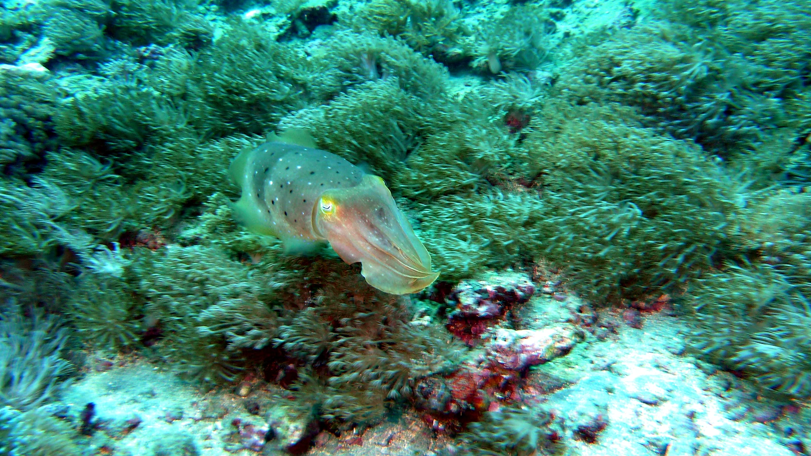 Penjor Reef: Bali unter Wasser im Detail.