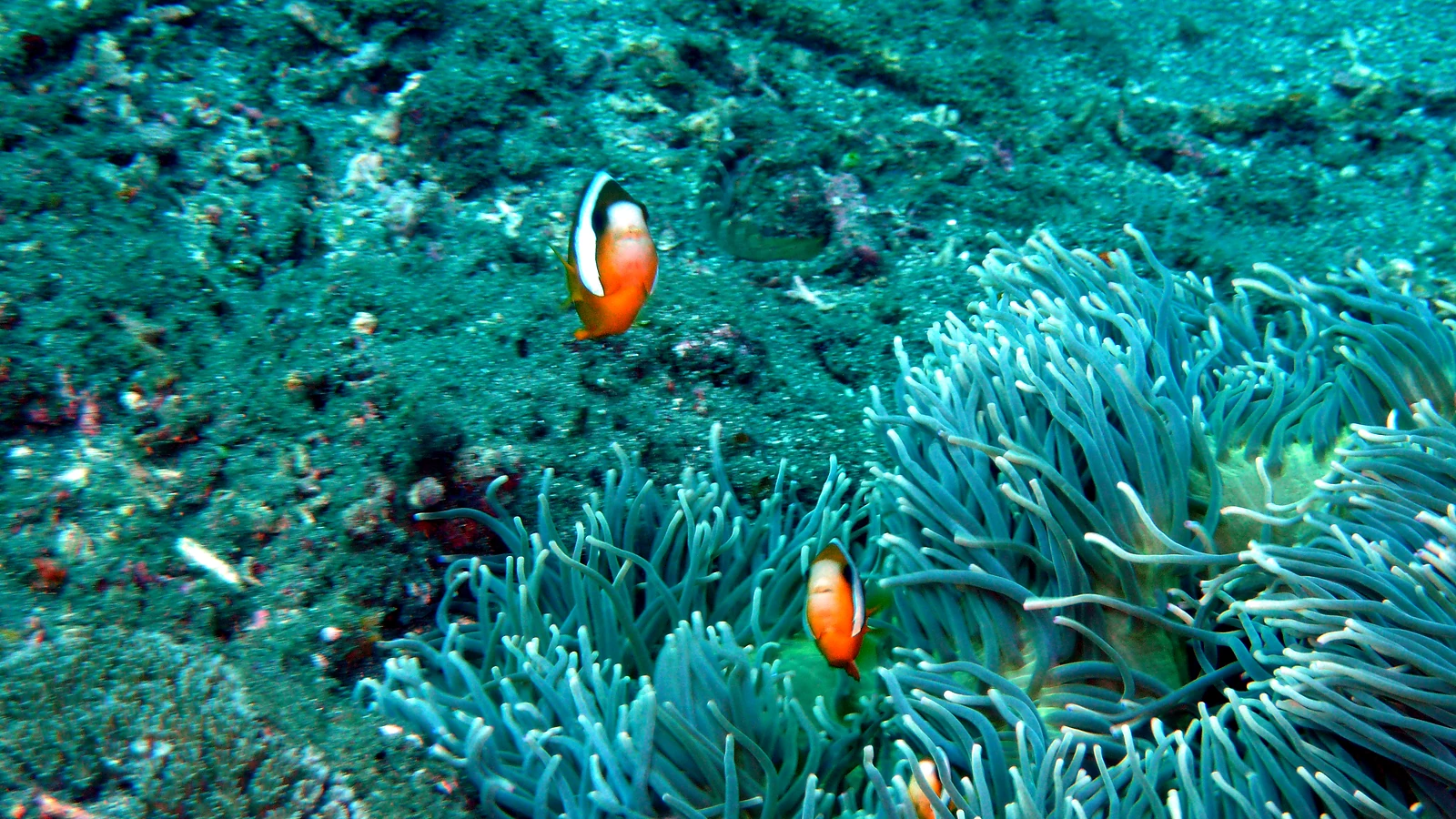 Lembongan Pontoon: Bali unter Wasser im Detail.