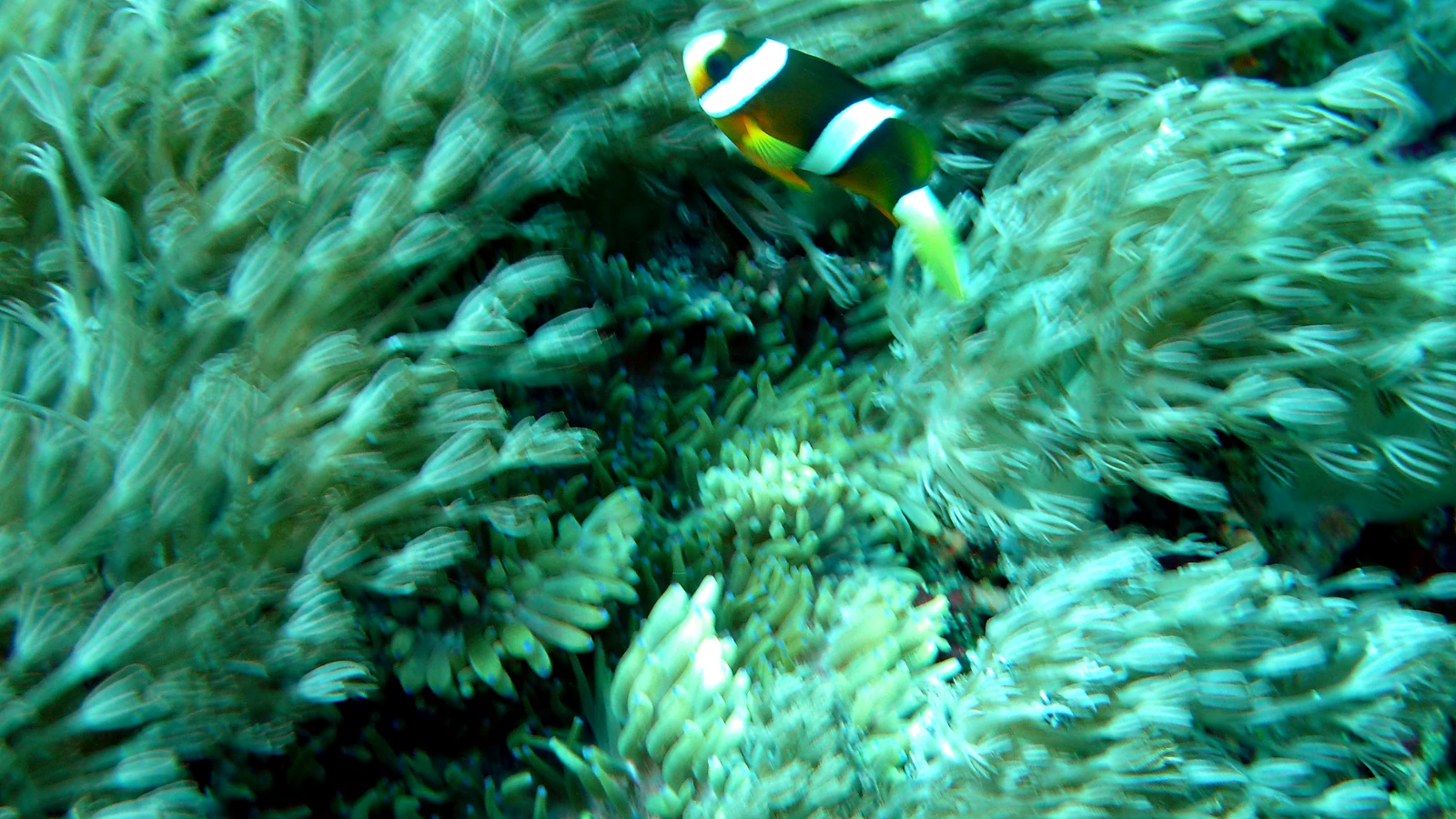 Pura Mas Gading: Bali unter Wasser im Detail.