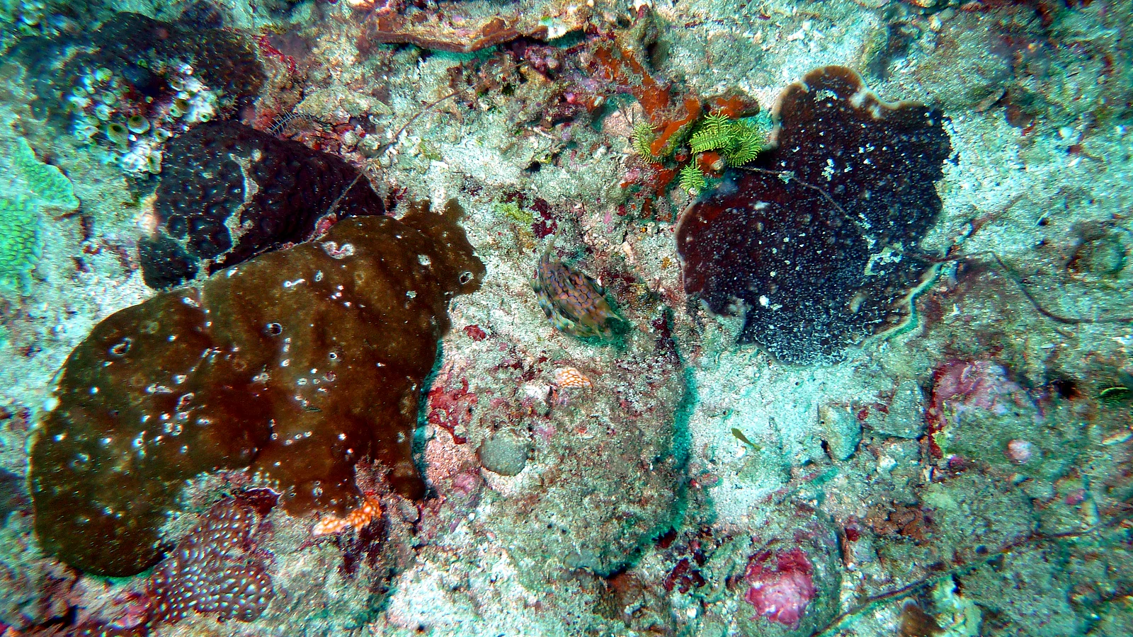 Pura Ped: Bali unter Wasser im Detail.