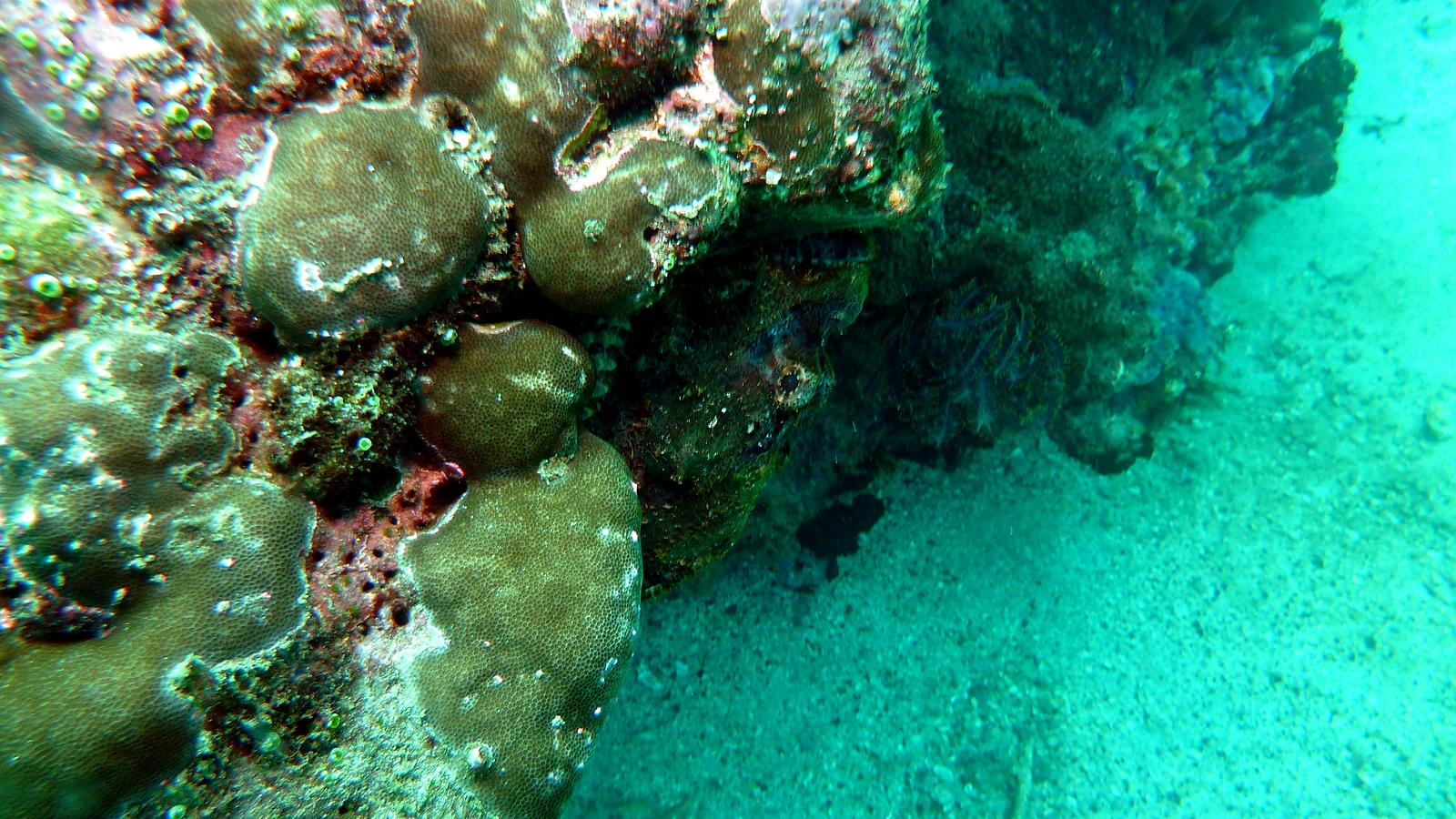 Sampalan: Bali unter Wasser im Detail.