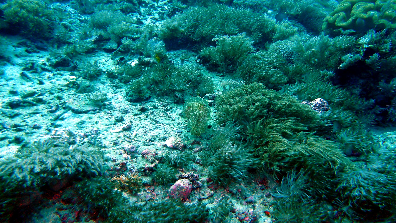 Sanur Channel: Bali unter Wasser im Detail.
