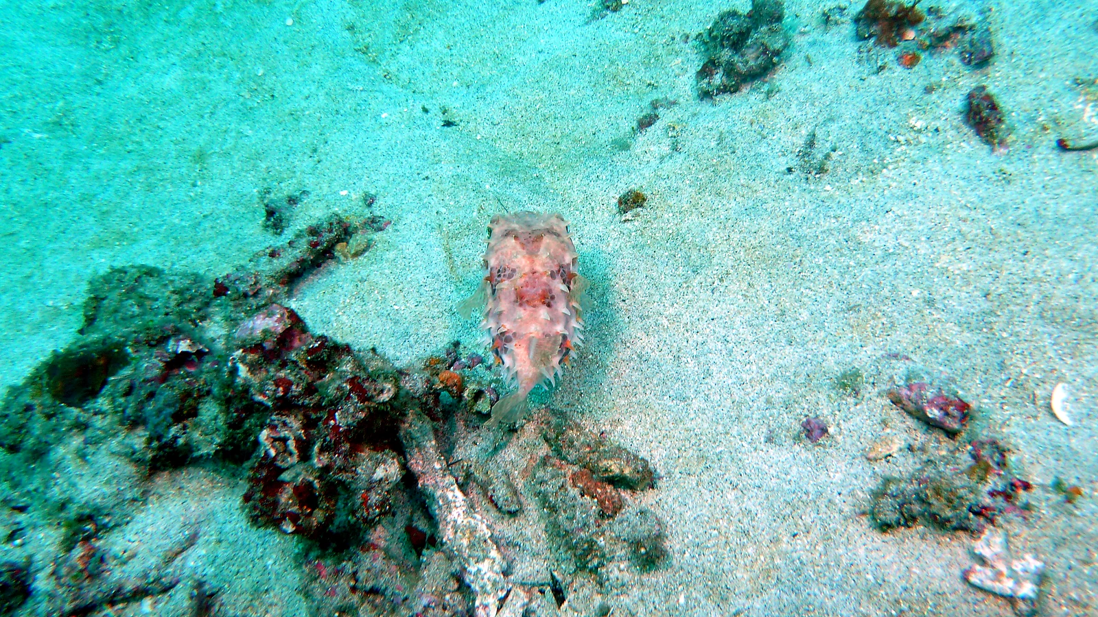 SD Point: Bali unter Wasser im Detail.