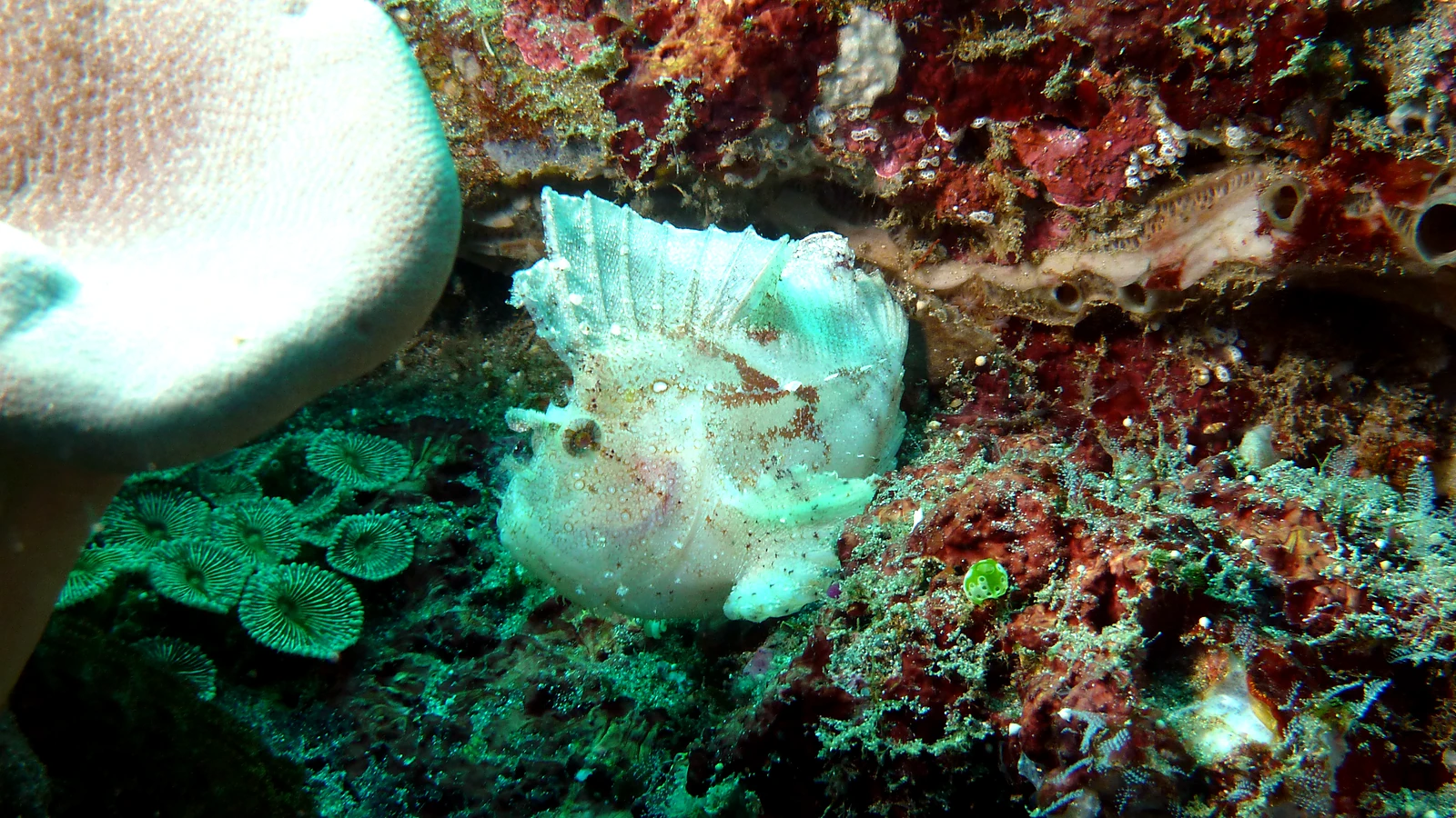 Secret Bay Gilimanuk: Bali unter Wasser im Detail.