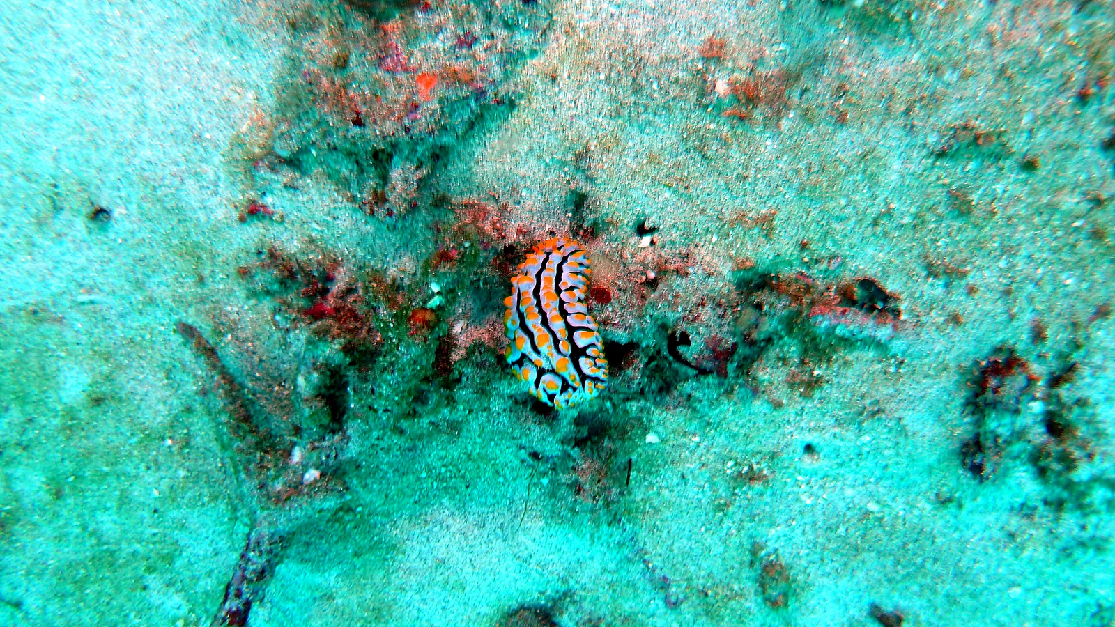 Sental: Bali unter Wasser im Detail.