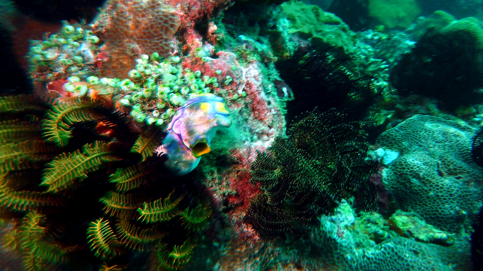 Seraya Secrets: Bali unter Wasser im Detail.