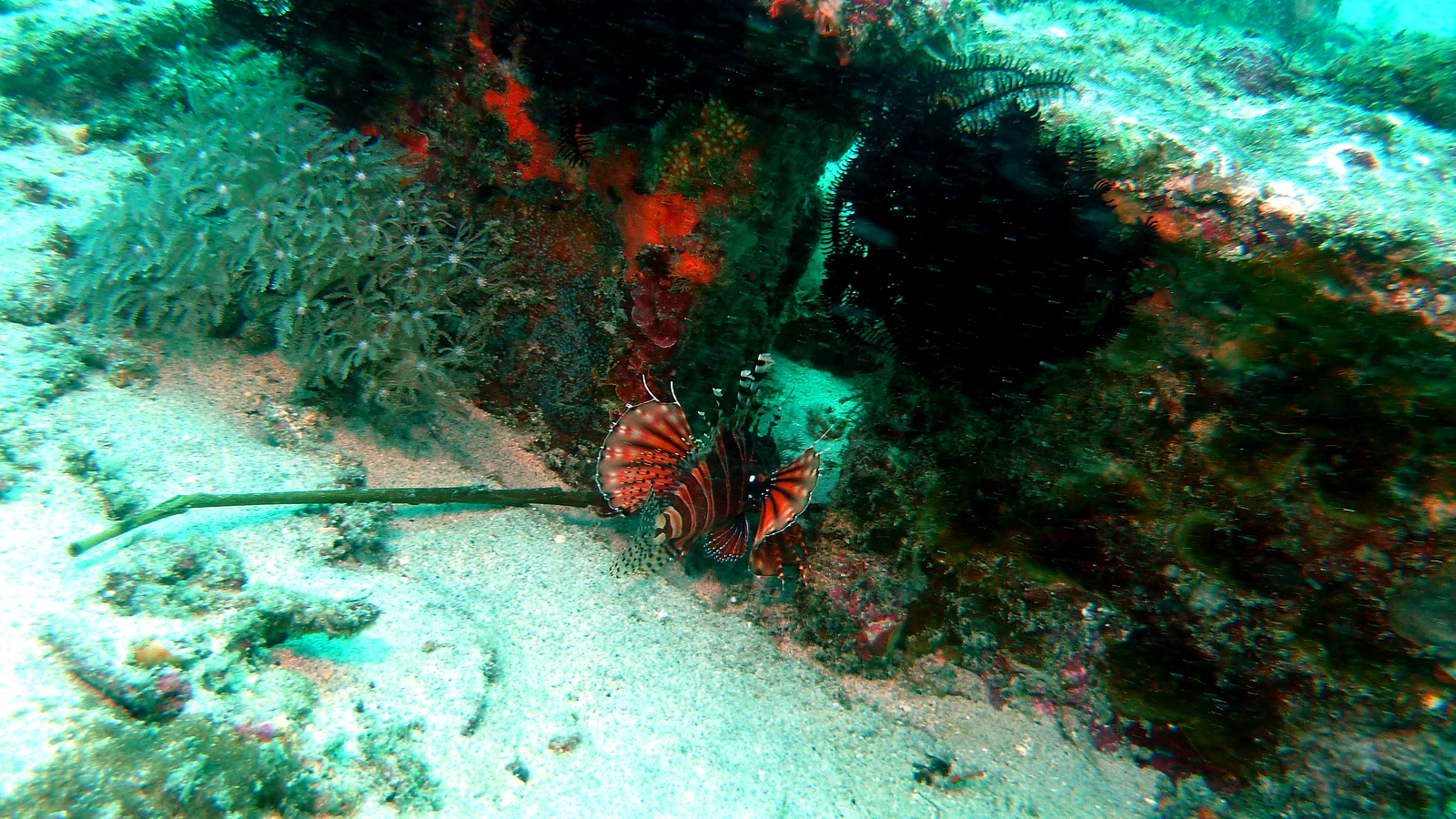 Silayukti Reef: Bali unter Wasser im Detail.